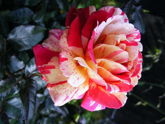 august2010 060 - Trandafir BROCELLIANDE