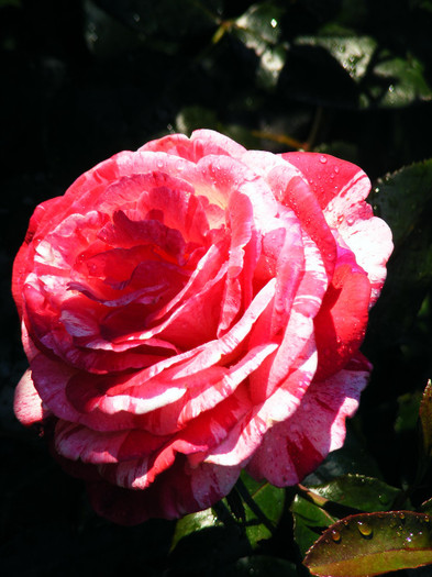 DSCF9594 - Trandafir BROCELLIANDE