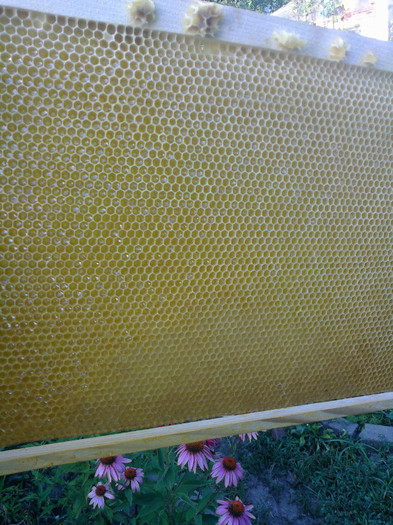 rama miere perfecta/02-05.07 tras mierea de floarea soarelui - Apicol 2011-2012