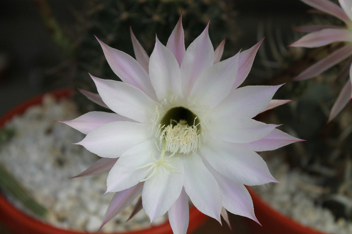 cactusi infloriti 2012 038 - cactusi si suculente infloriti 2012