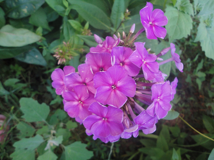 DSC05559 - Phlox paniculata