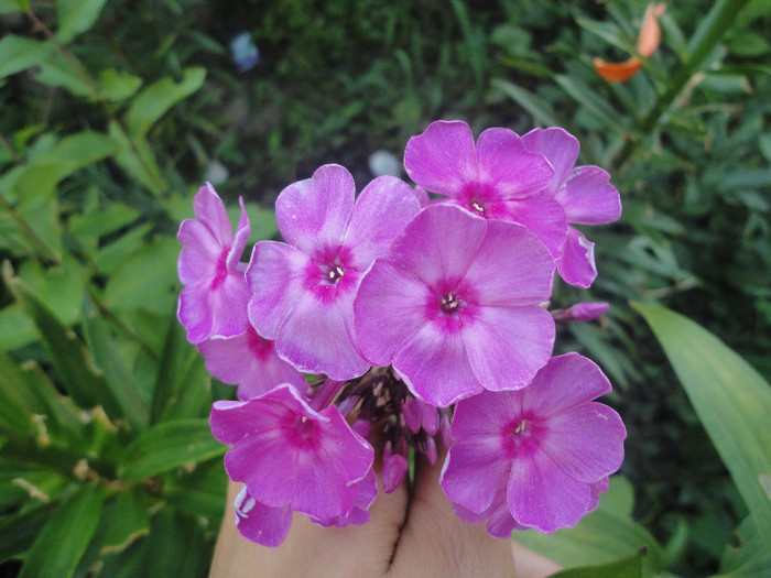 DSC05561 - Phlox paniculata