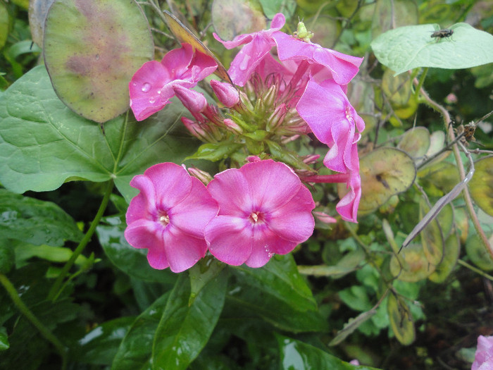 DSC05550