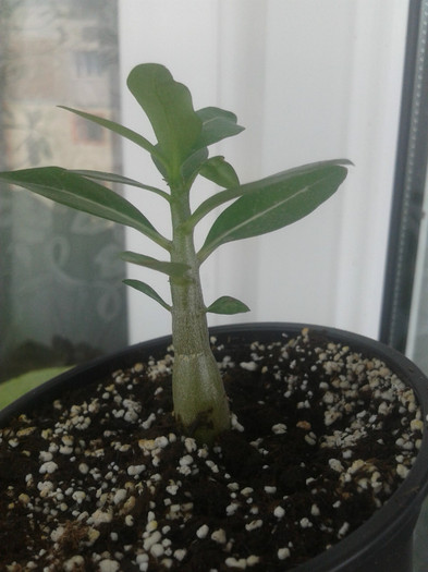 2012-07-06 13.54.07 - Adenium