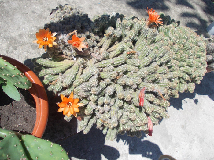 maa 228 - CACTUSI INFLORITI 2012