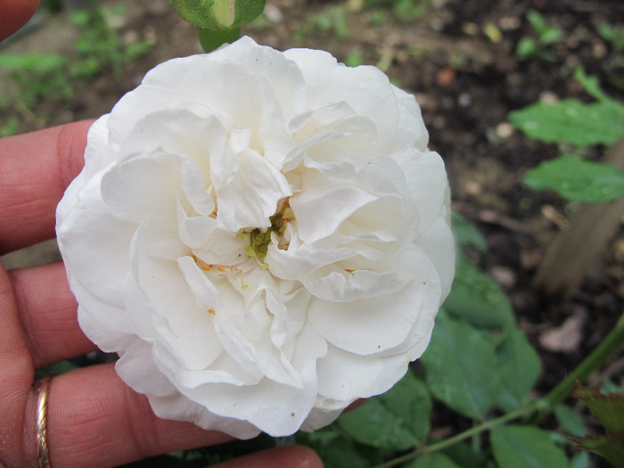 BOULE DE NEIGE