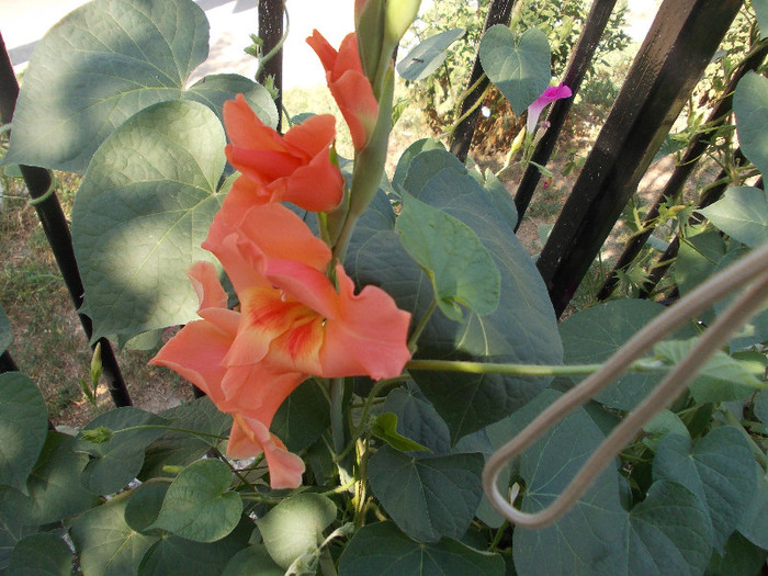 maa 274 - 33-FLORI DE GRADINA 2012