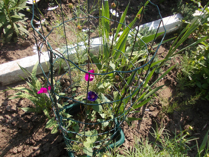 maa 001 - 33-FLORI DE GRADINA 2012