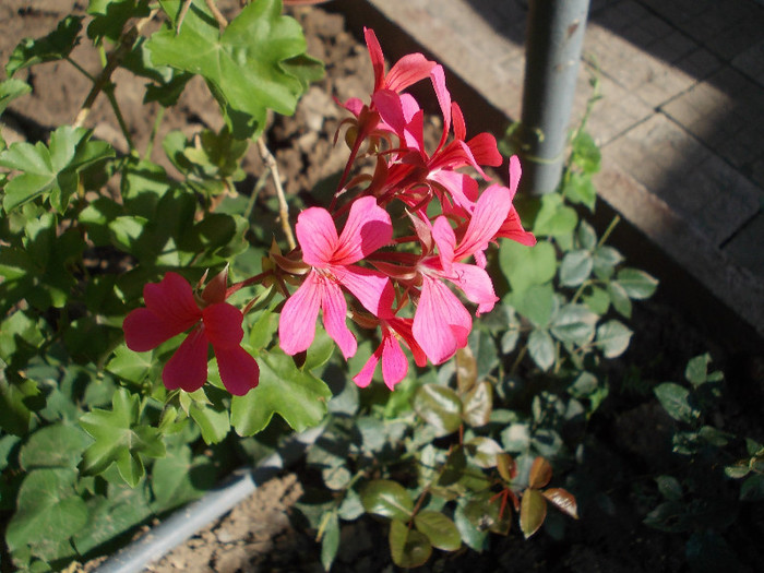 maa 006 - 33-FLORI DE GRADINA 2012