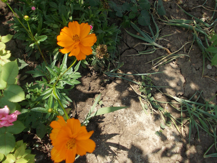 maa 076 - 33-FLORI DE GRADINA 2012