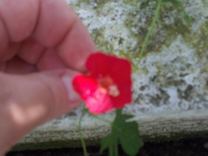 maa 079 - 33-FLORI DE GRADINA 2012