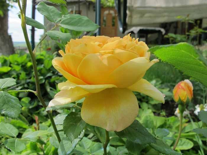 GOLDEN CELEBRATION-profil - Trandafiri 2012