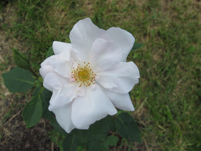 SOUVENIR DE ST. ANNE'S -prima floare