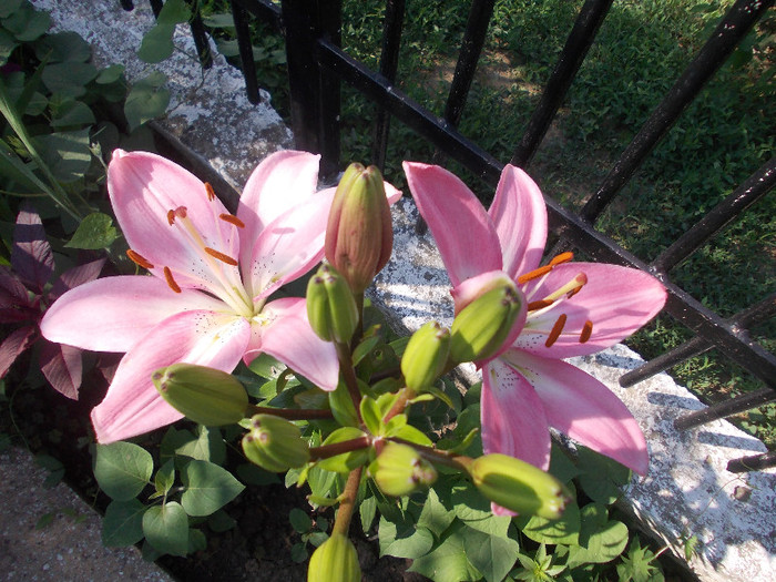 maa 002 - 33-FLORI DE GRADINA 2012