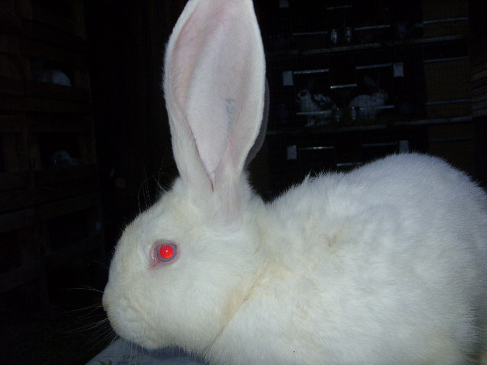 SDC11868 - a a a a a poze noi 06 07 2012