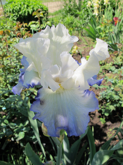 AZURE ICICLE - Iris germanica 2012