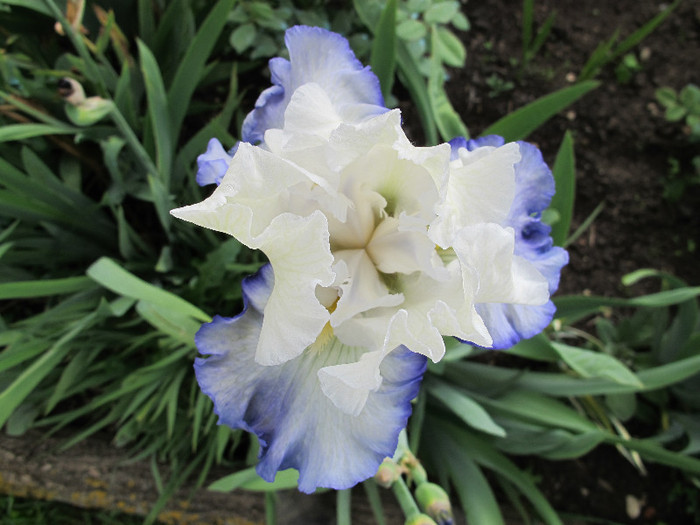 AZURE ICICLE3 - Iris germanica 2012