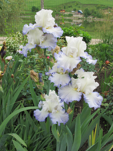 AZURE ICICLE6 - Iris germanica 2012