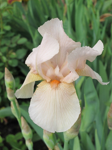 EDWARD OF WINDSOR2 - Iris germanica 2012