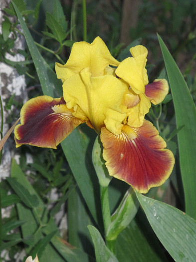 FIREBURG - Iris germanica 2012