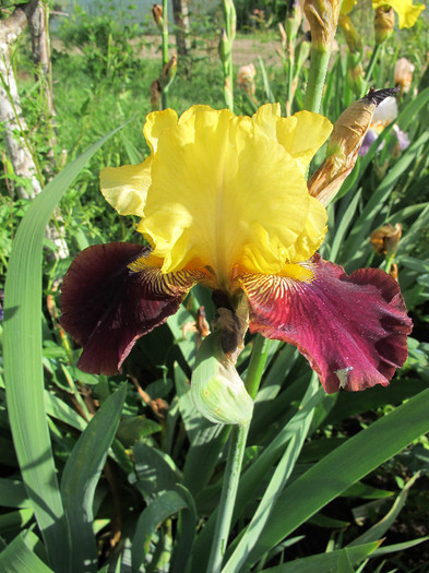 GLAD RAGS - Iris germanica 2012