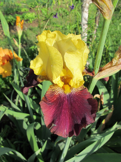 GLAD RAGS 1 - Iris germanica 2012