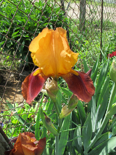 GUY LERON - Iris germanica 2012