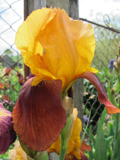 GUY LERON1 - Iris germanica 2012
