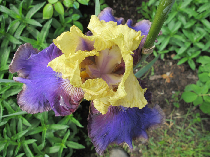 JURASSIC PARK1 - Iris germanica 2012