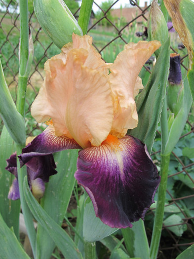 LET'S BOOGIE - Iris germanica 2012