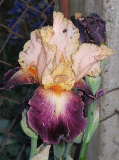 LET'S BOOGIE1 - Iris germanica 2012