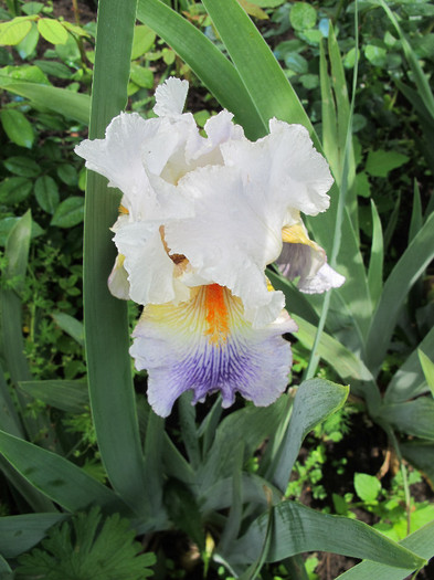 PUCCINI1 - Iris germanica 2012