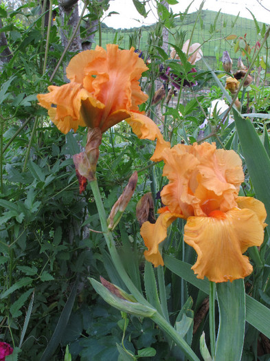 SAVANNAH SUNSET - Iris germanica 2012