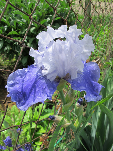 SIERRA GRANDE - Iris germanica 2012