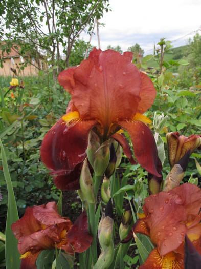 SULTAN'S PALACE2 - Iris germanica 2012