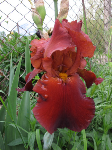 Vita fire4 - Iris germanica 2012