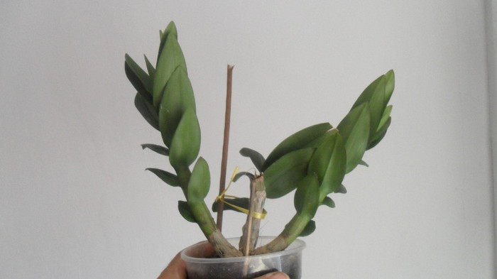 dendro phala care au fost  infloriti 003 - Dendrobium phalaenopsis
