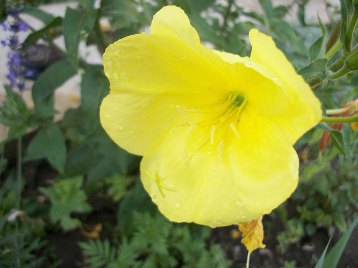 100_1184 - oenothera 2012
