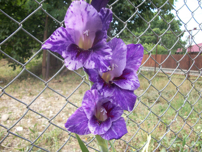 100_1199 - gladiole 2012