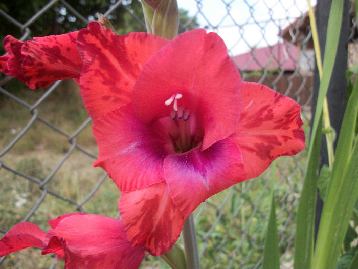 100_1201 - gladiole 2012