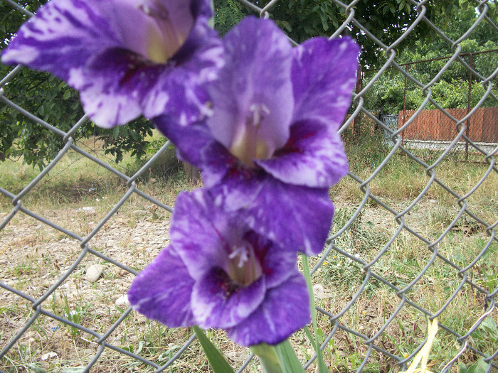 100_1203 - gladiole 2012