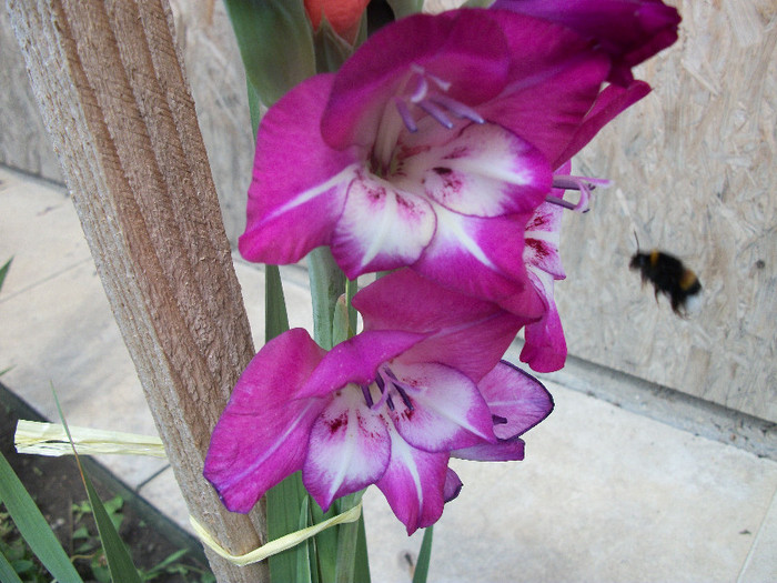 100_1206 - gladiole 2012