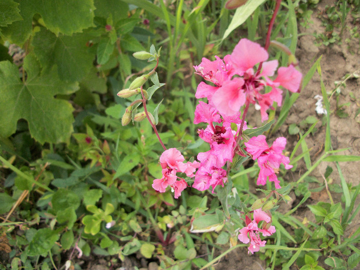 100_1204 - clarkia 2012