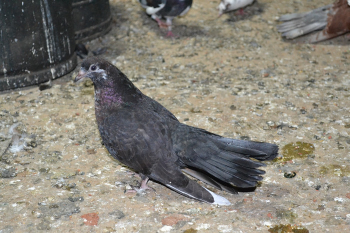 DSC_1739 - Ciungi de Ploiesti