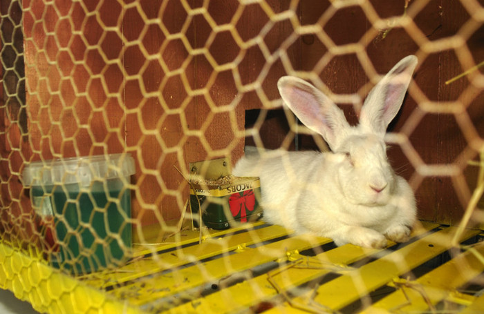 DSC_0182 - Prototip cusca iepuri