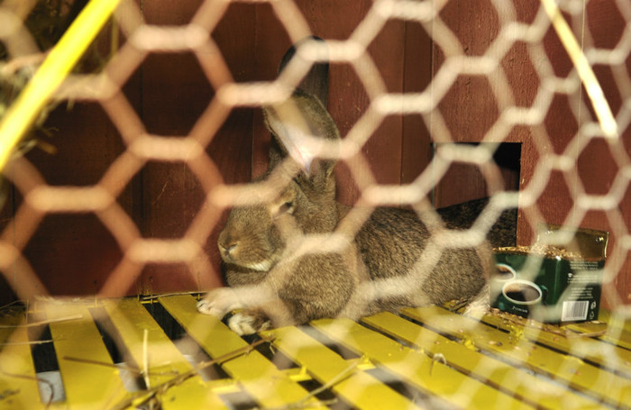 DSC_0183 - Prototip cusca iepuri