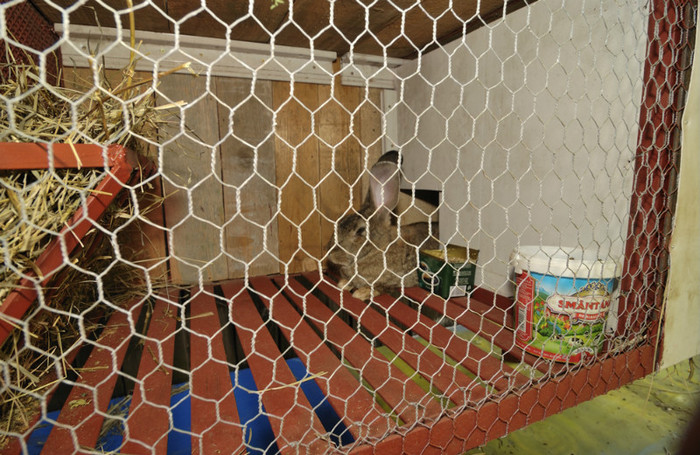 DSC_0199 - Prototip cusca iepuri