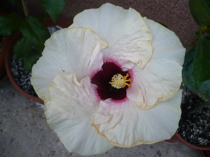 P1150441 - HIBISCUSI 2012-2