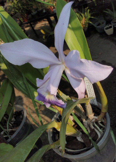 lc de sus - Laelia