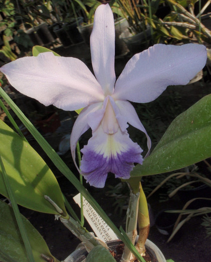 lc 6iulie2012 - Laelia